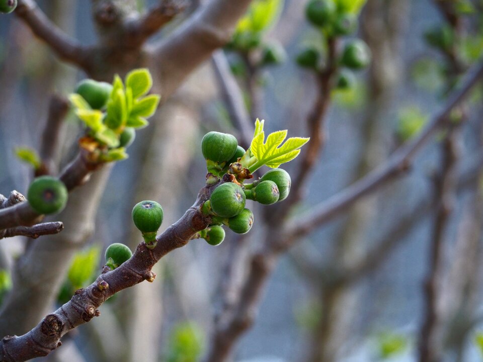Figs spring outbreaks