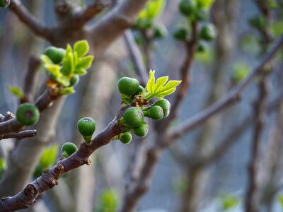 Figs spring outbreaks