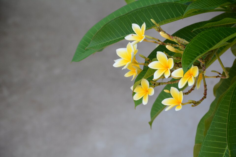 Bali national flower plumeria photo