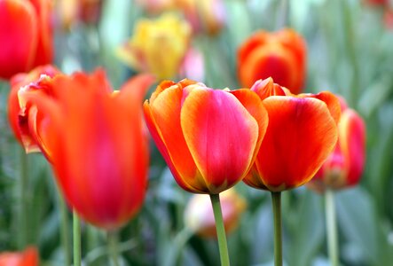 Tulip garden blossom photo