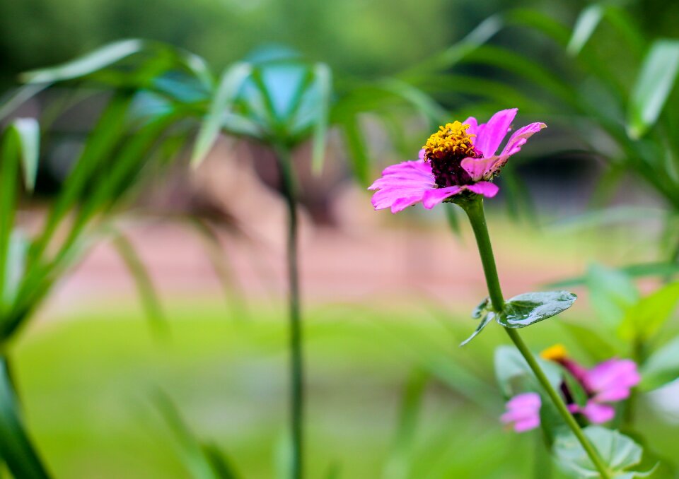 Plant floral blossom