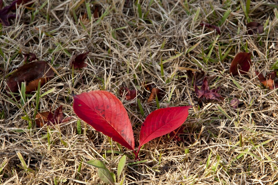 Nature leaves the leaves