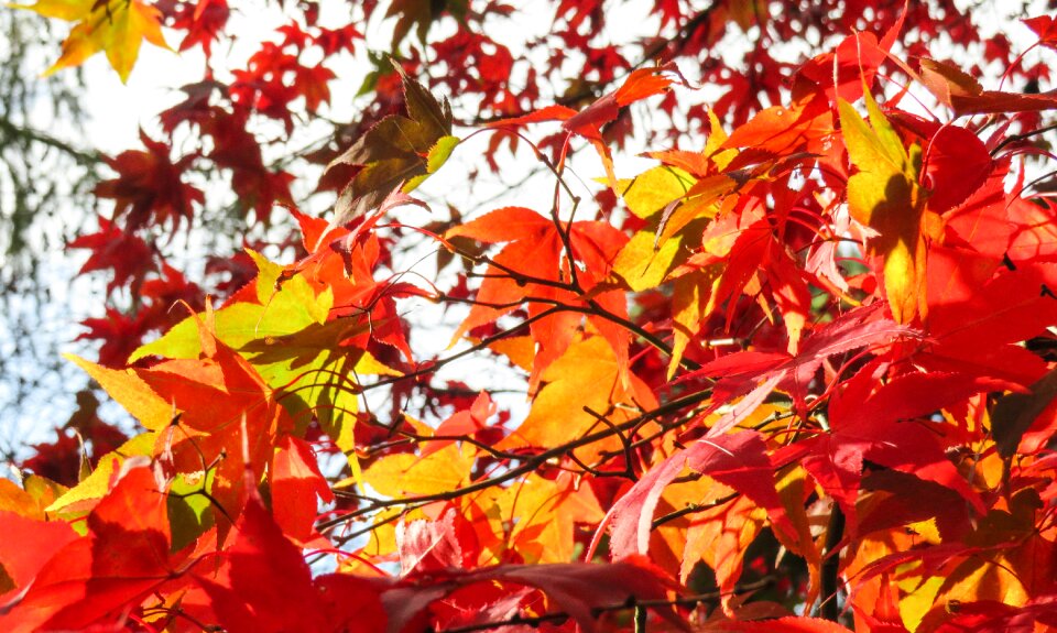 Autumn male foliage
