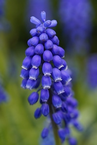 Flower blue traubenförmige inflorescences photo