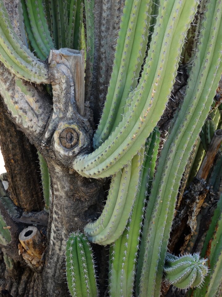 Plant green desert