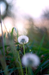White flower plants nature