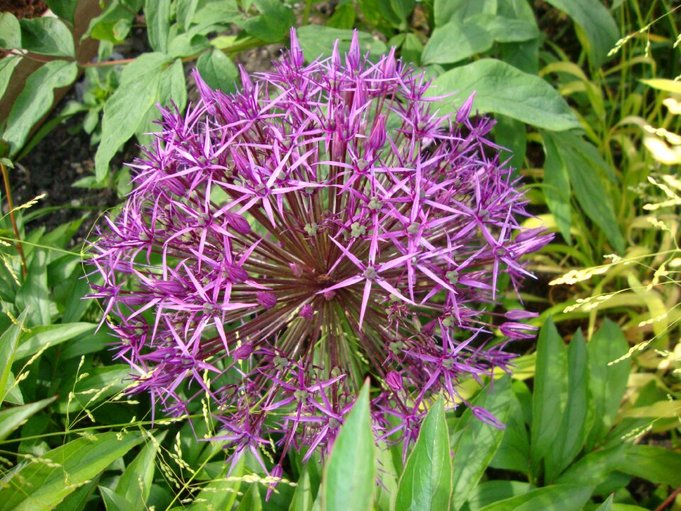 Nature flower a garden plant