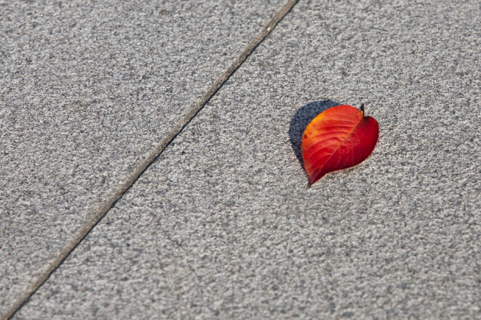 Nature leaves the leaves