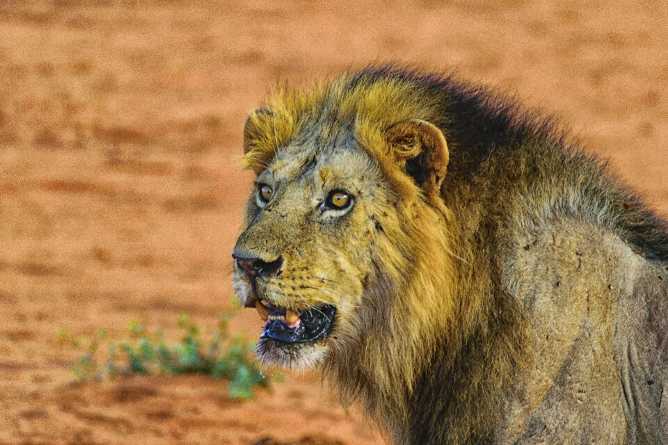 Predator animal world male