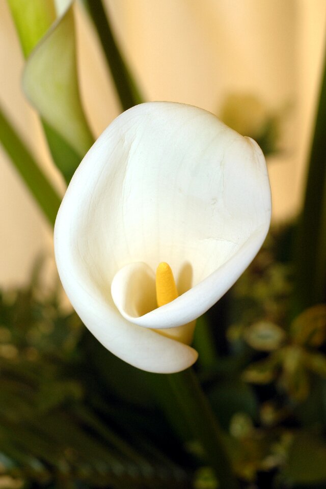 White flower white nature