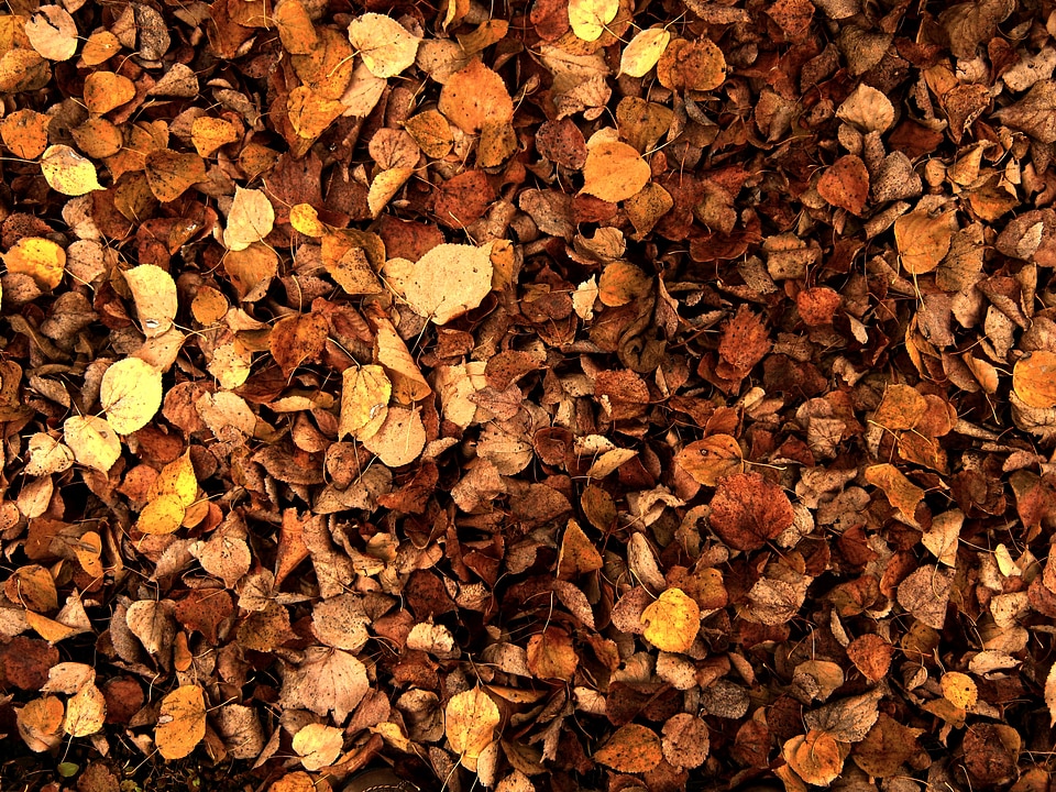 Colorful leaf forest