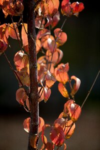 Nature the leaves wood