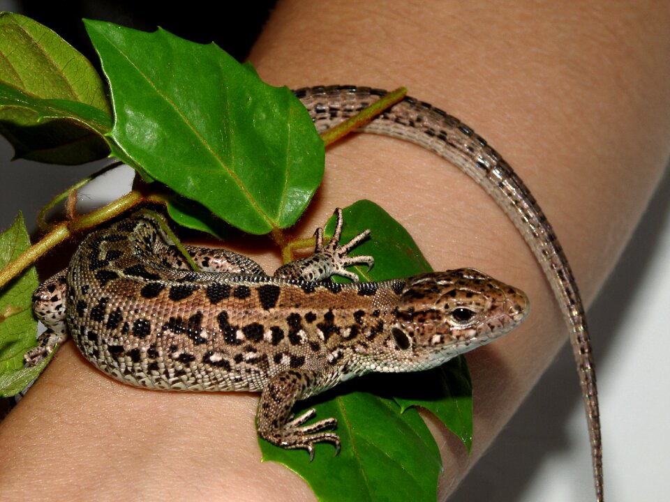 Lizard skin dragon