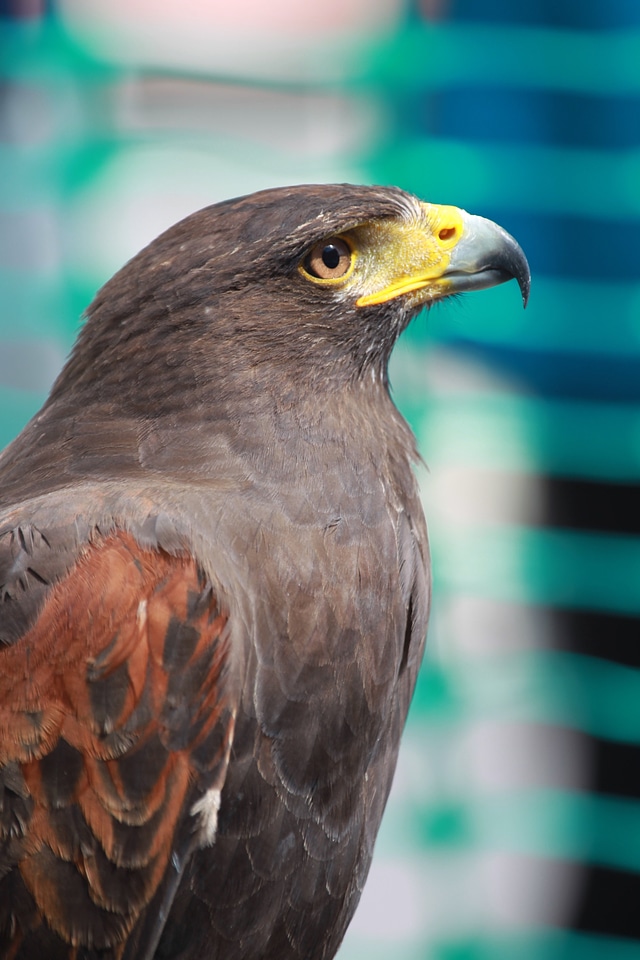 Bird of prey predator wildlife
