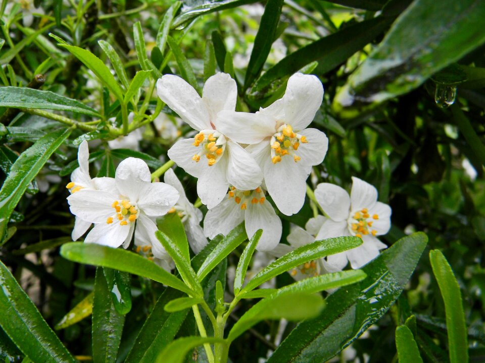 Flowers leafs raindrops