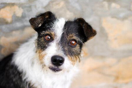 Domestic doggy funny