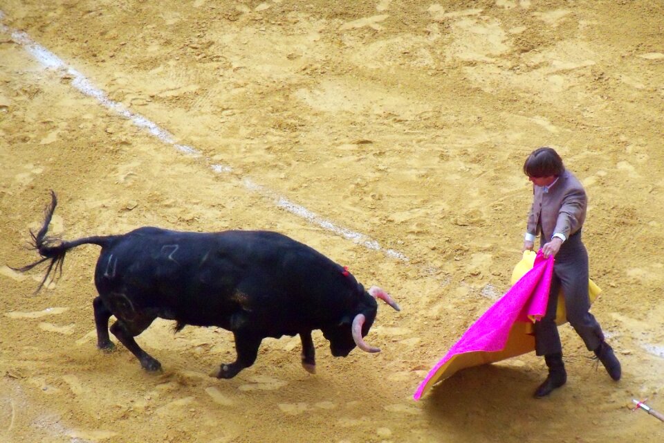 Bull spain arena photo