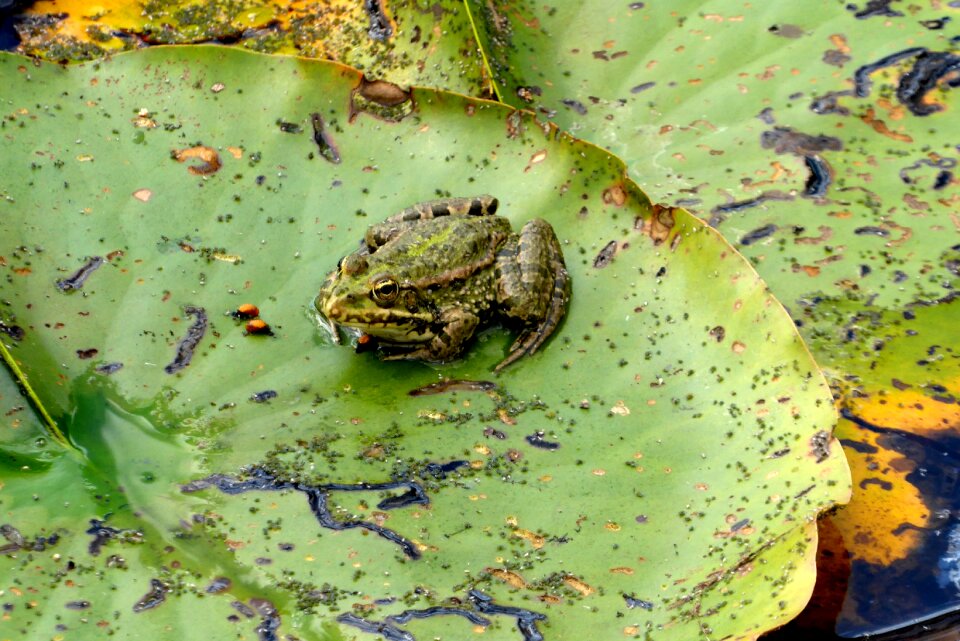 Camouflage pond pond inhabitants