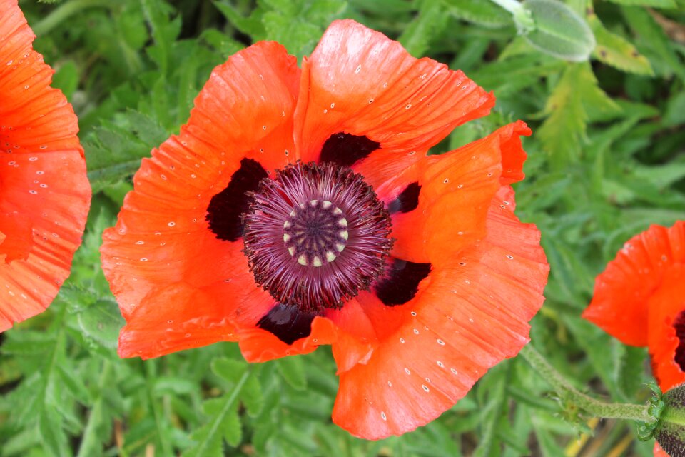 Flower red poppy klatschmohn