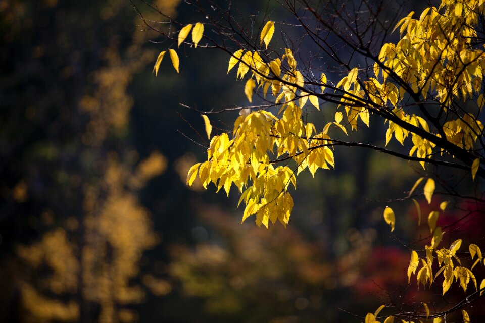 Nature the leaves wood