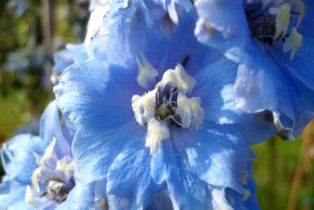Flower blue nature photo