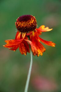 Flower nature gaillardia pulchella