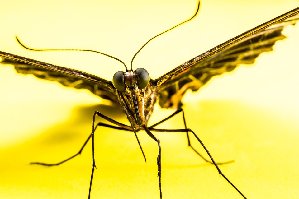 Butterfly insect Free photos