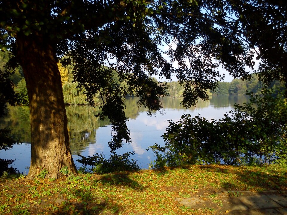 Nature pond lake
