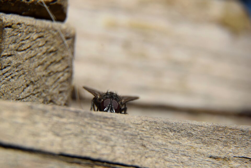 Macro insect autumn