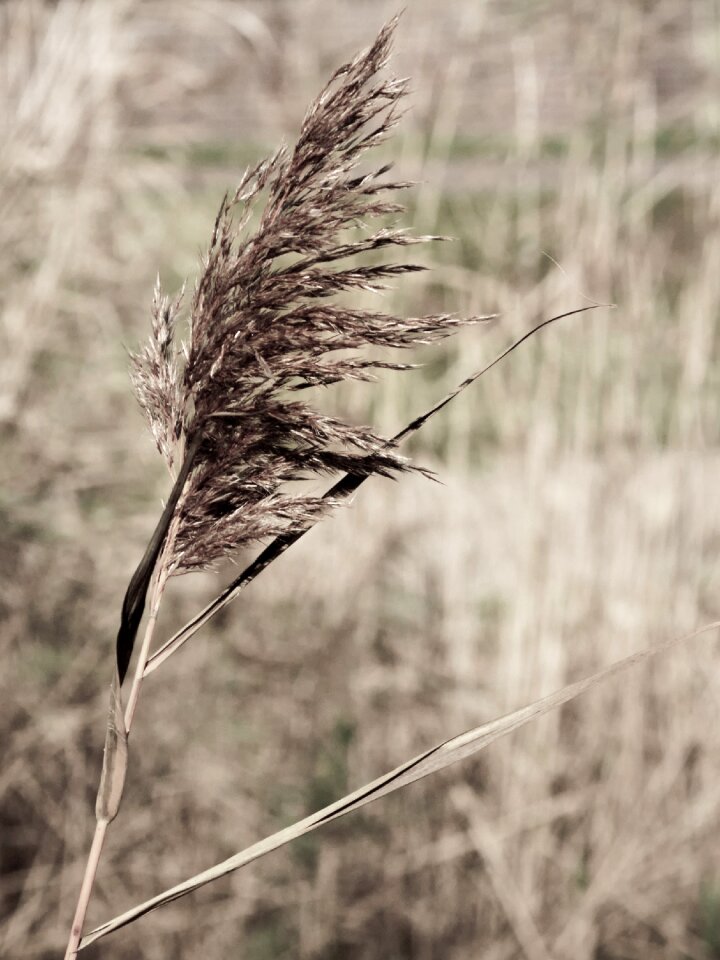 Autumn waterfront grass
