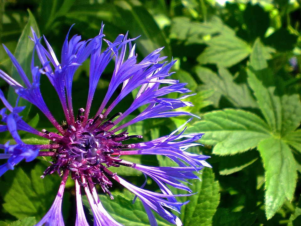 Nature summer plant