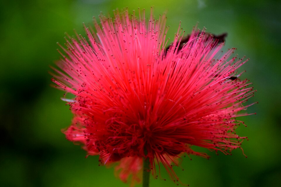 Close up macro flower