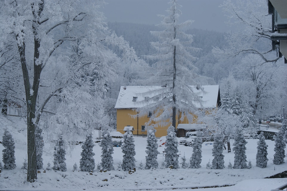 Winter colours trees