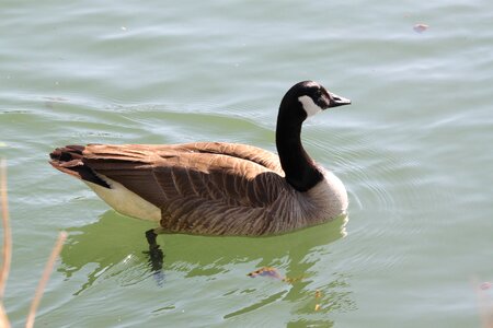 Goose canada goose water photo