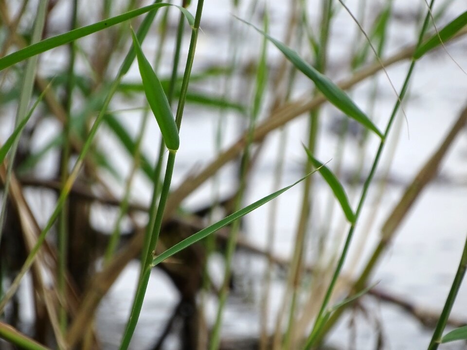 Water area straws natural