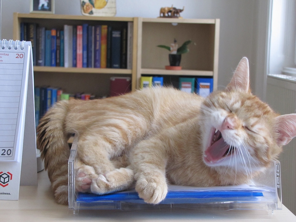 Cat pet animal
