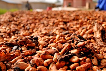 Food cocoa ingredient photo