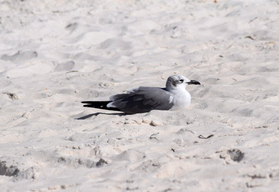 Animal nature sand