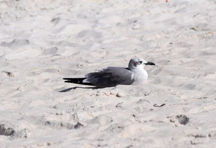 Animal nature sand