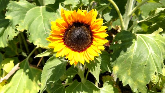 Nature yellow flower photo