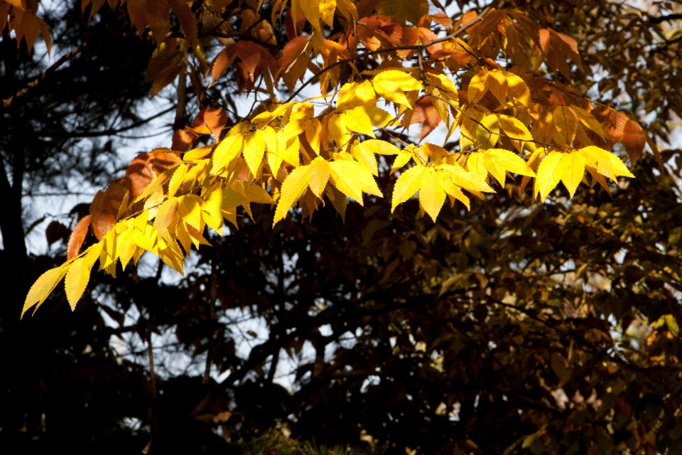 Landscape the leaves leaves