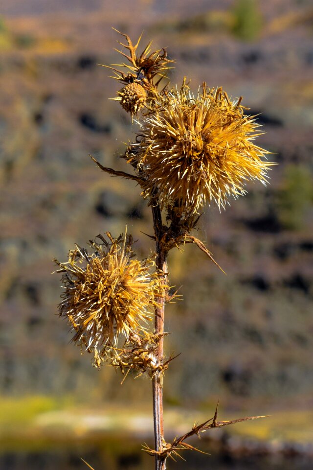 Nature wild thorny