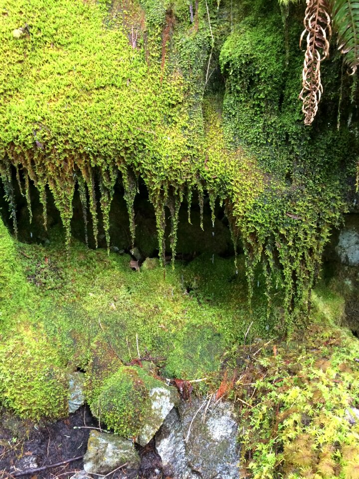 Green plant nature