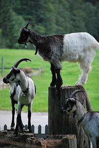 Goats creature domestic goat