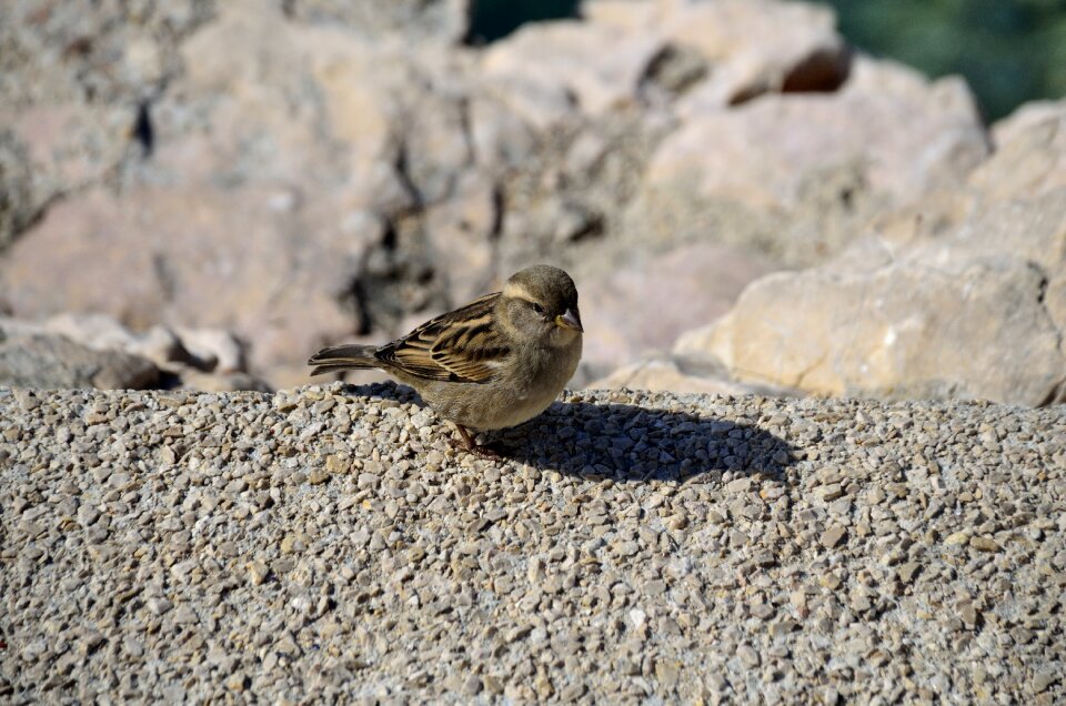 Bird nature sparrow