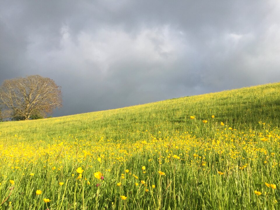 Landscape field grasses photo