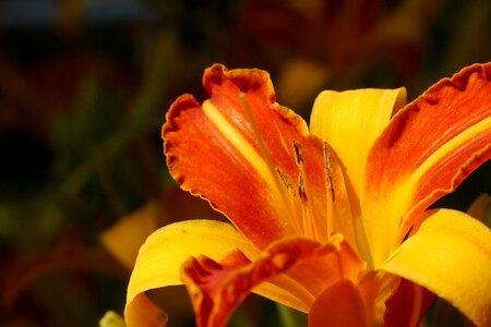 Bloom hemerocallis orange photo