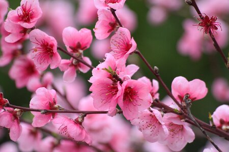 Fruit tree peach pink flowers photo