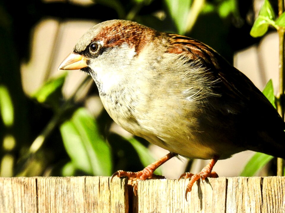 Songbird garden bird nature