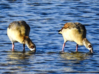 Water bird nature animal photo